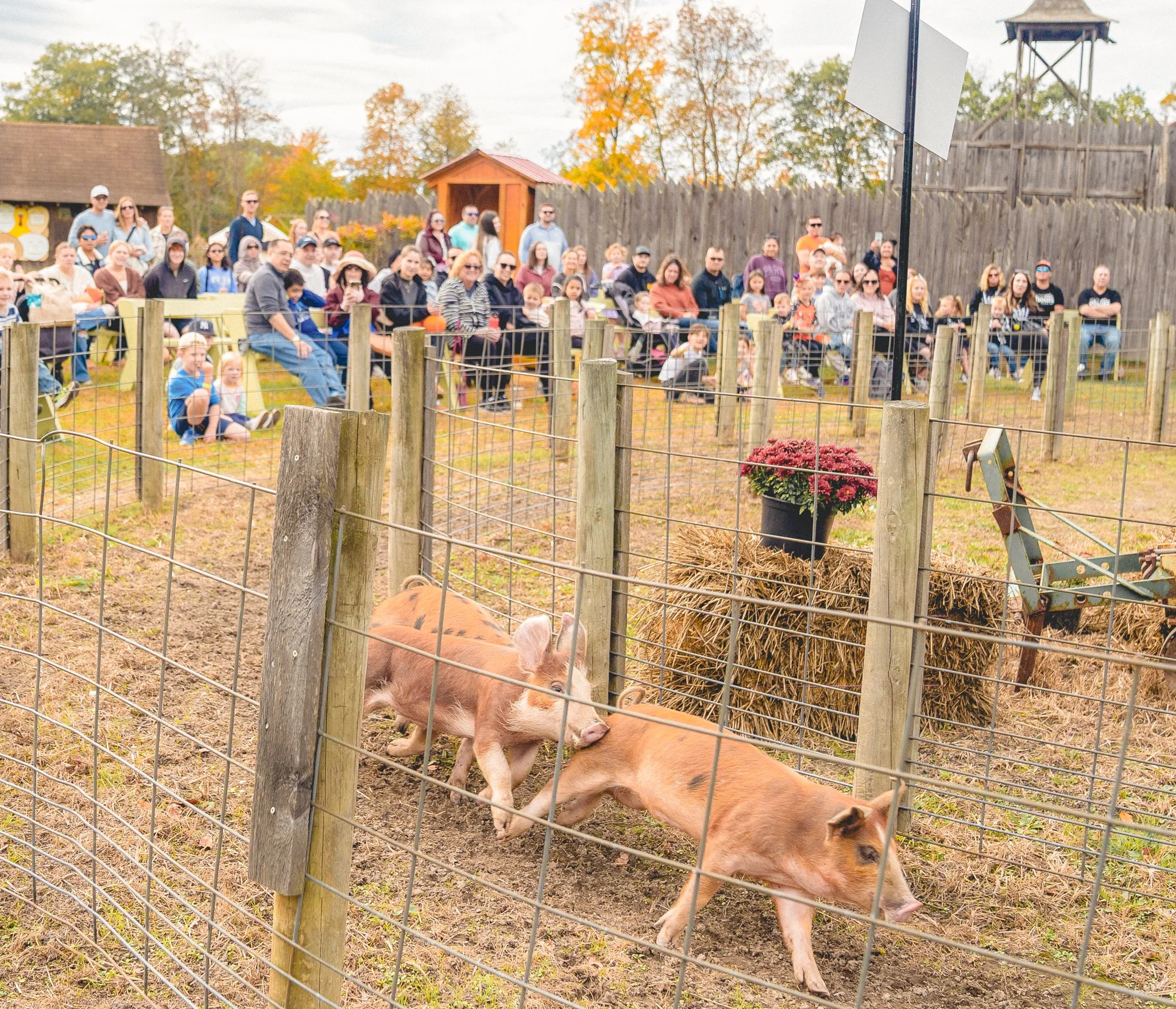 Fall Festival & Pumpkin Patch | Liberty Ridge Farm | Family Things